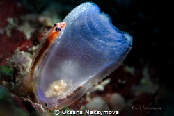 The Sea Squirt Shrimp (Dactylonia Ascidicola) lives in th... by Oksana Maksymova 